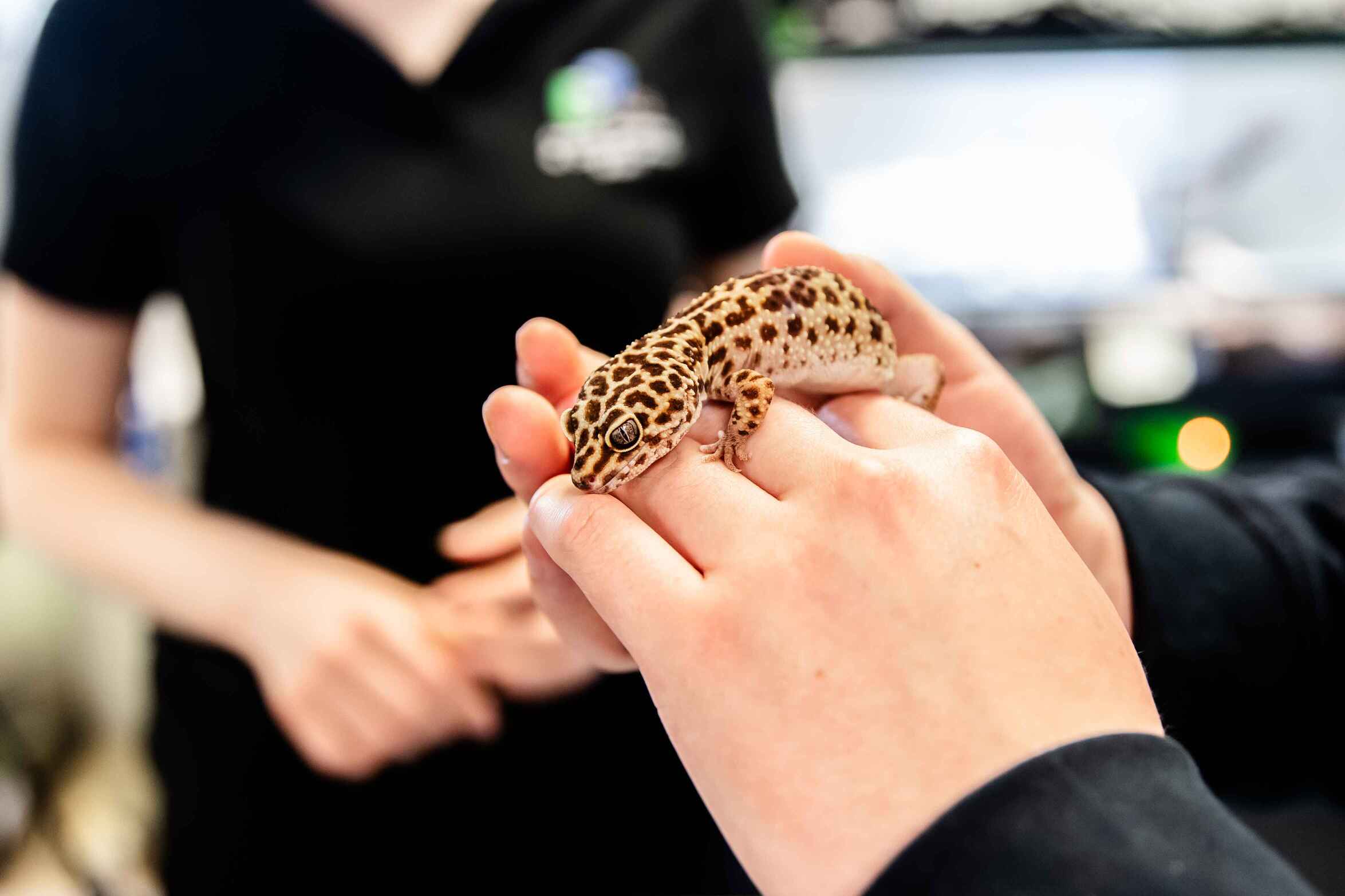 L2 Animal Care