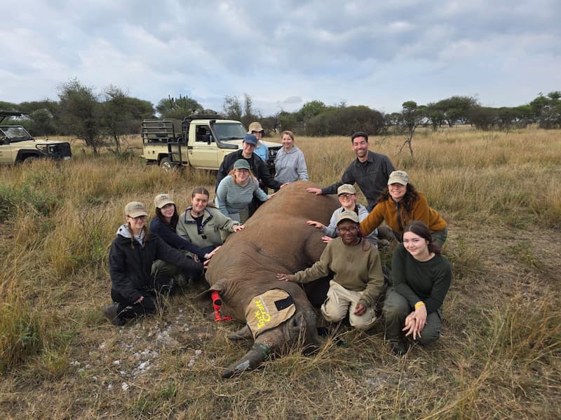 Rhino conservation procedure